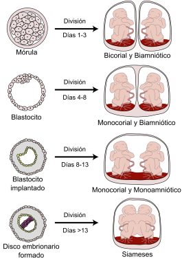 placentacion-wikipedia