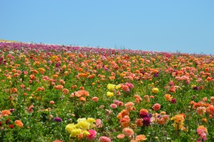 The Flower Fileds (2)