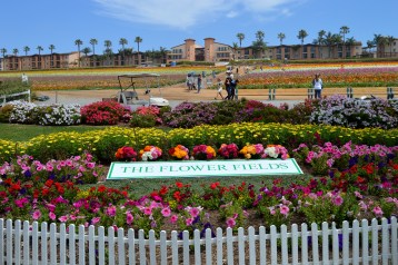 The Flower Fileds (21)