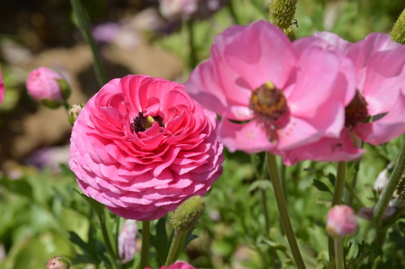 The Flower Fileds (3)