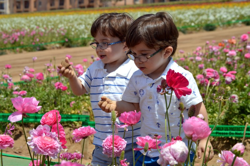 The Flower Fileds (4)