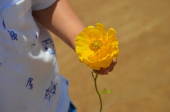 The Flower Fileds (6)