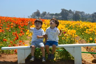 The Flower Fileds (7)